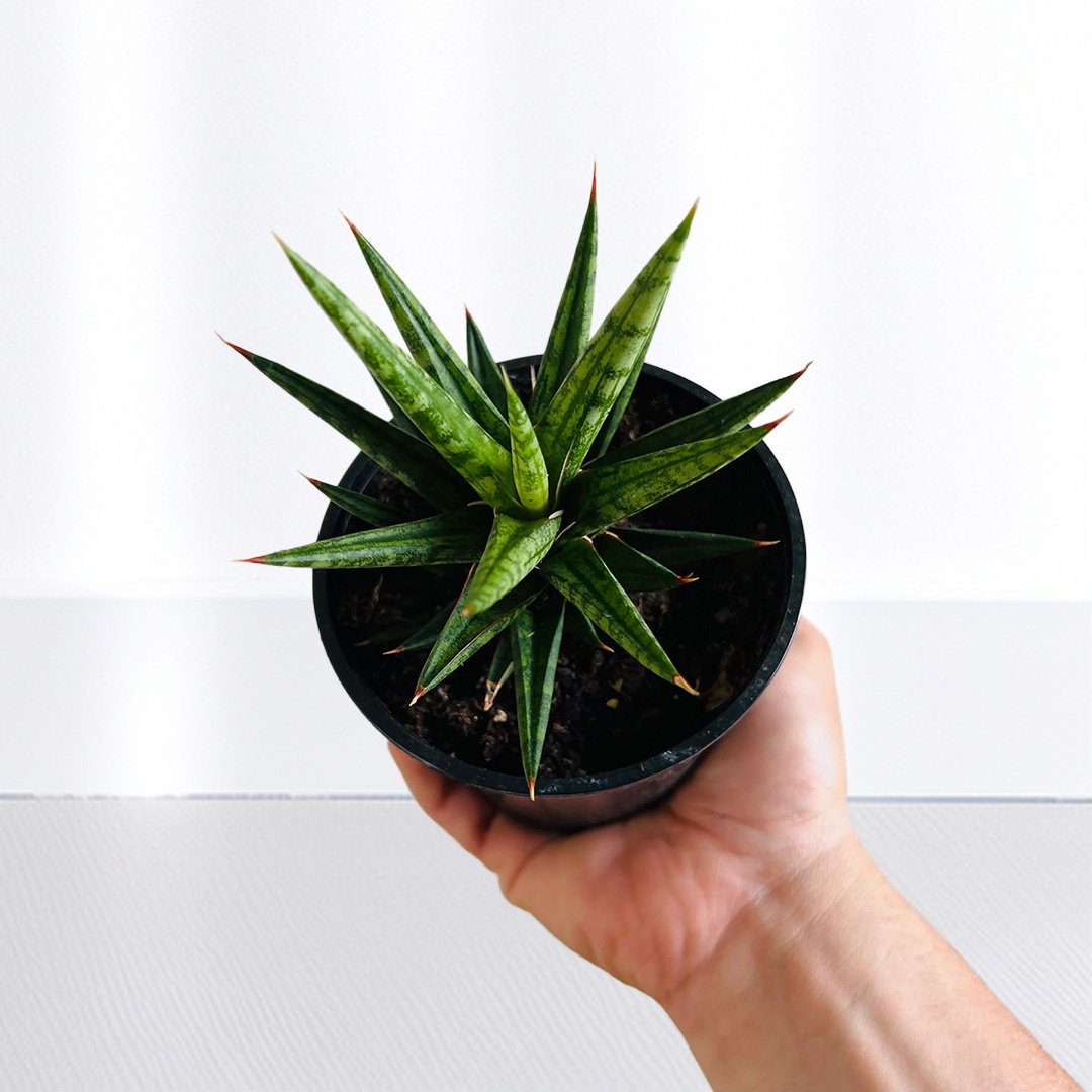 Sansevieria Francisii